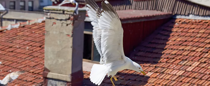 Residential Chimney Animal Removal Solution in Wauwatosa, WI